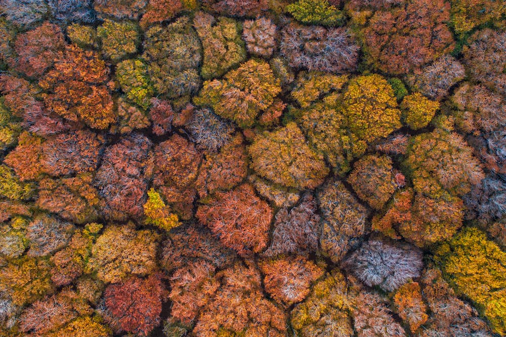 Vibrant Autumn Canopy by Luigi Ruoppolo — canvas wall art