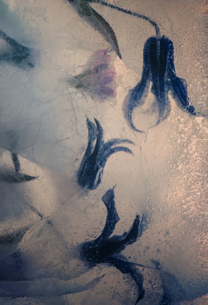 Frozen Blue Bloom by Katarina Holmström — canvas wall art
