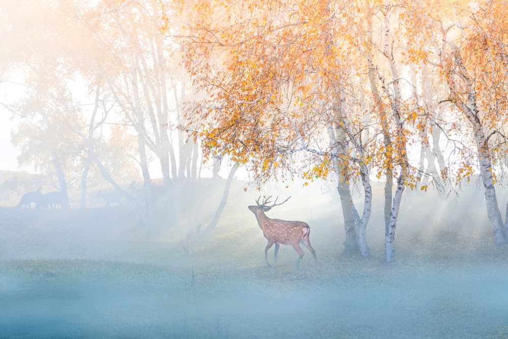 Misty Forest Deer by Simoon — canvas wall art