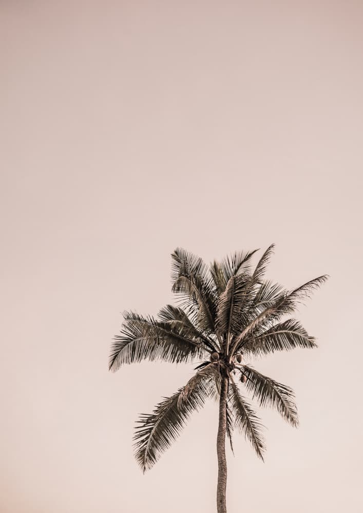 Pink Palm Serenity by Shot by Clint — canvas wall art