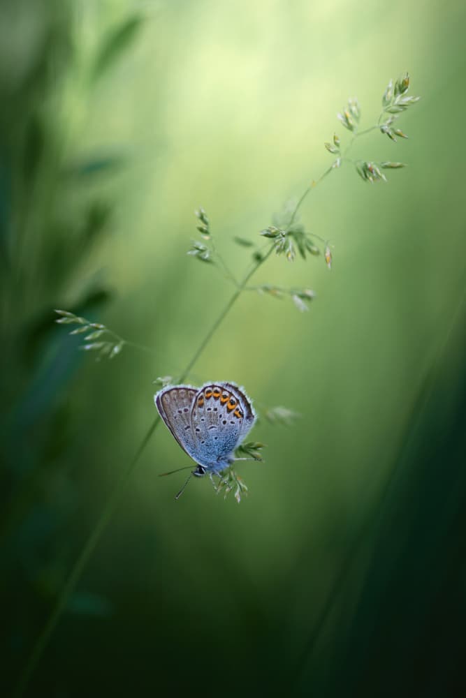 Butterfly in Soft Green by Andrii Kazun — canvas wall art