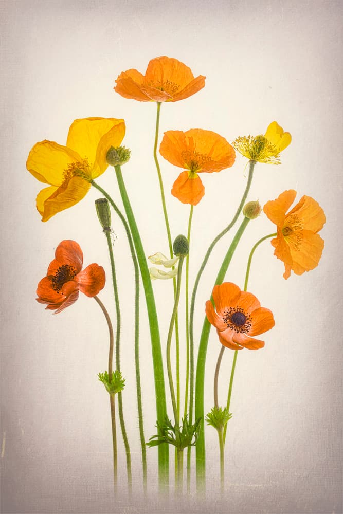 Vibrant Poppies Bouquet by Lydia Jacobs — canvas wall art