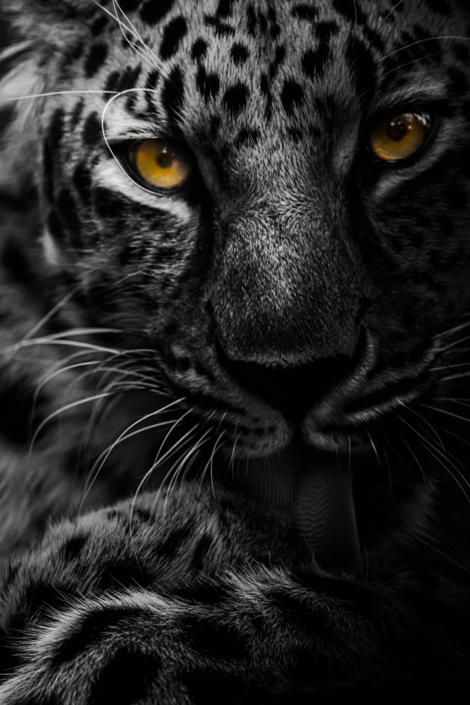 Leopard's Golden Gaze by Maron photography — canvas wall art