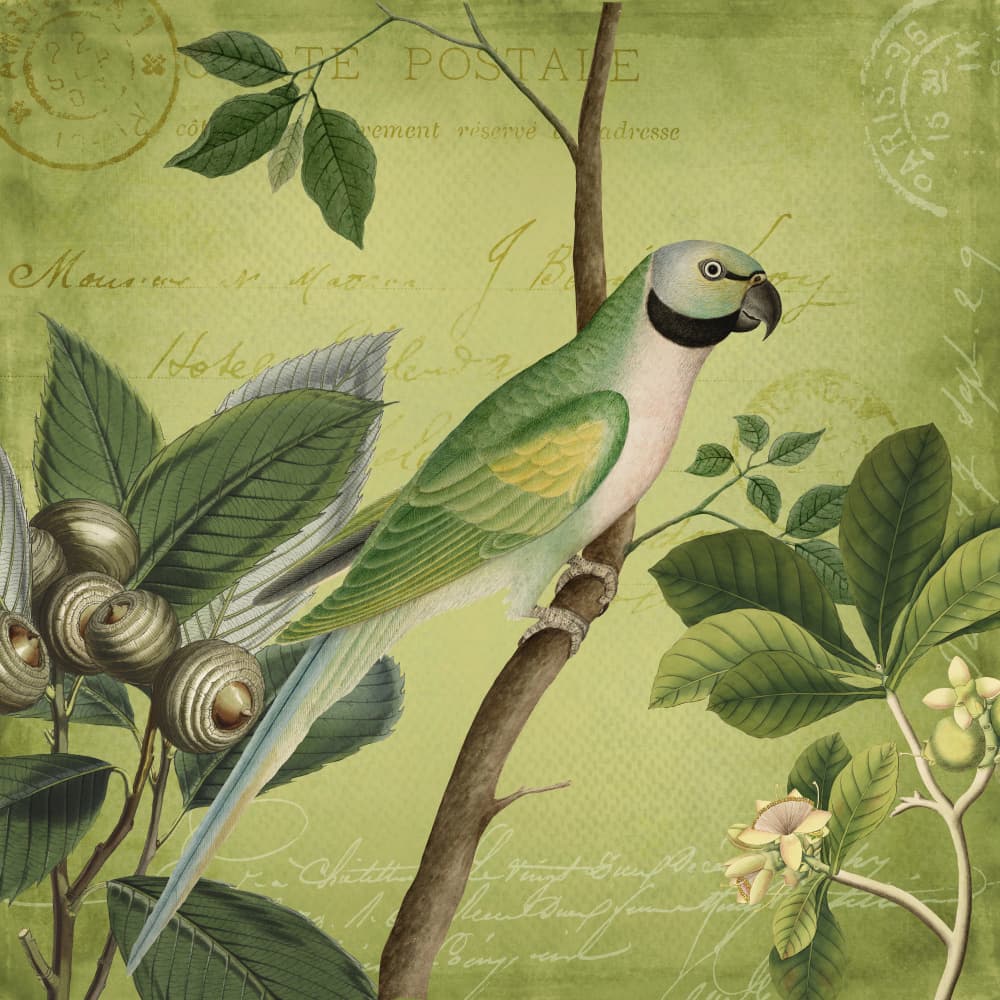 Vintage Botanical Parrot by Andrea Haase — canvas wall art