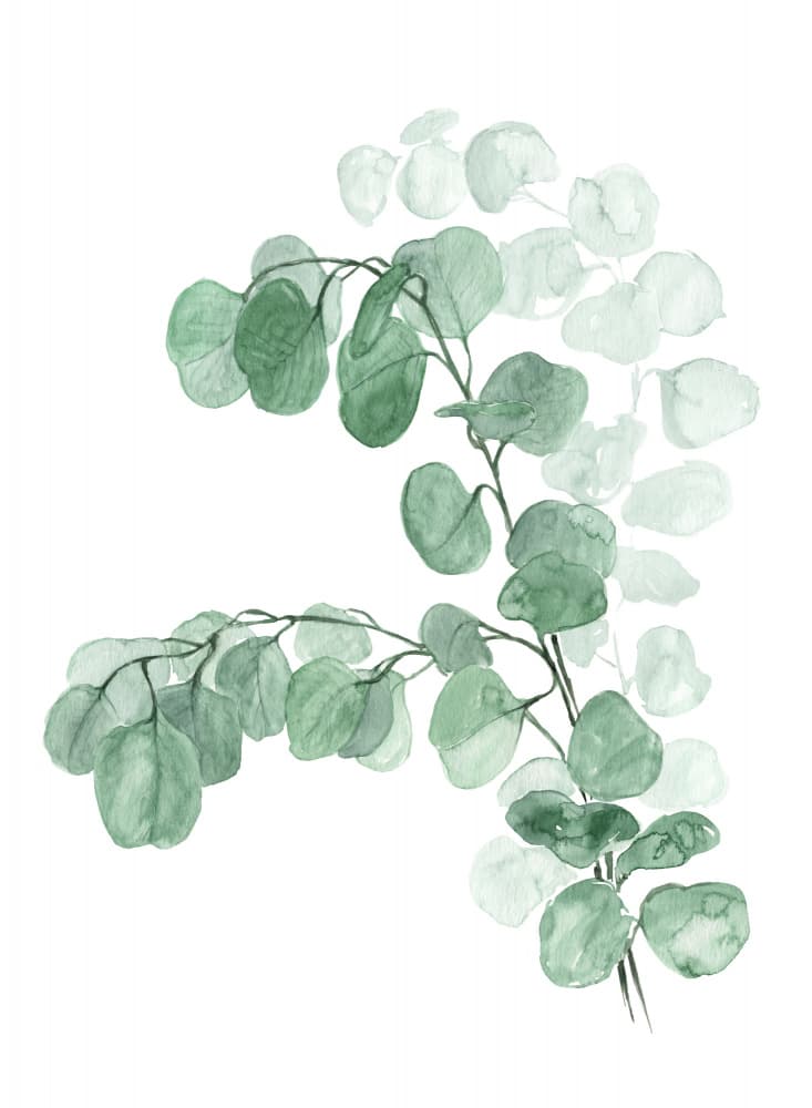 Soft Eucalyptus Foliage by Rosana Laiz Blursbyai — canvas wall art