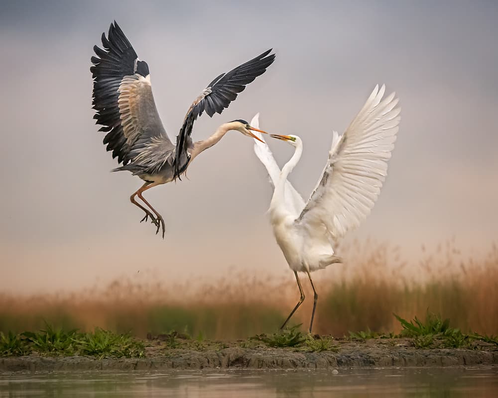 Heron Egret Encounter by Annie Poreider — canvas wall art