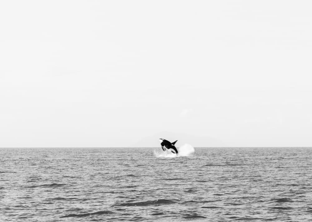 Orca Breaching Ocean by Lynann Colligan — canvas wall art