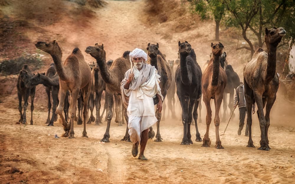 Desert Camel Journey by Vivek Kalla — canvas wall art