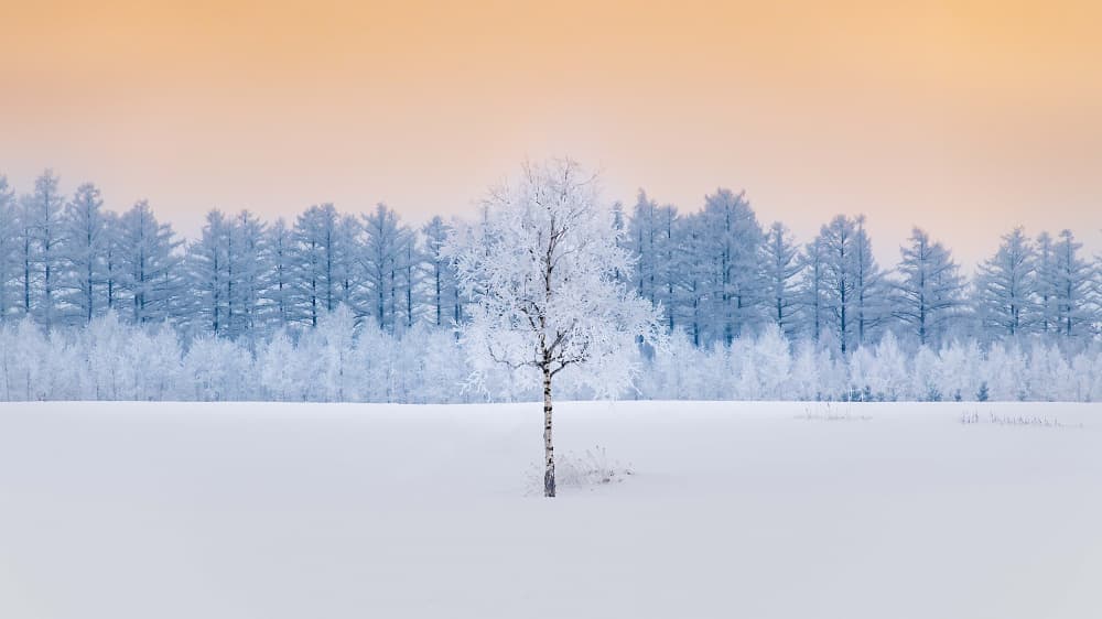 Frosted Birch Golden Sky by Hidenori Sono — canvas wall art