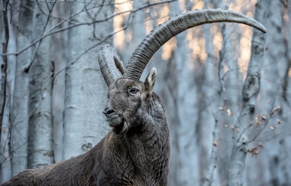 Wild Ibex Forest Gaze by Daniele Bariviera — canvas wall art