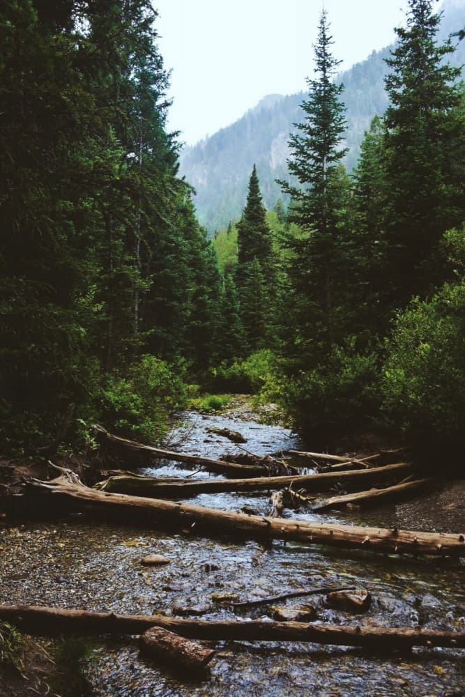 Logs in Forest Stream by Del Mundo Imagery — canvas wall art