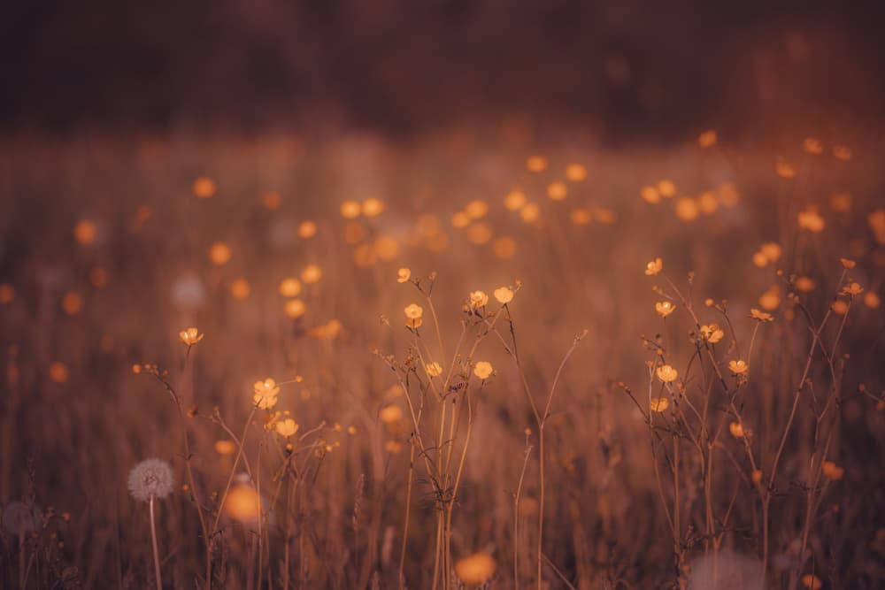 Warm Buttercup Glow by Foto Tinca — canvas wall art