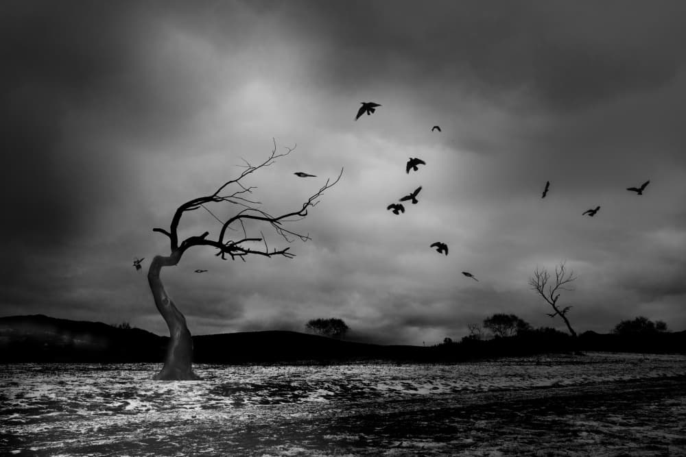 Bare Tree Stormy Sky by Hsiao-Yang Fei — canvas wall art