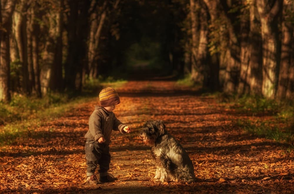 Boy Dog Autumn Path by Christoph Hessel — canvas wall art