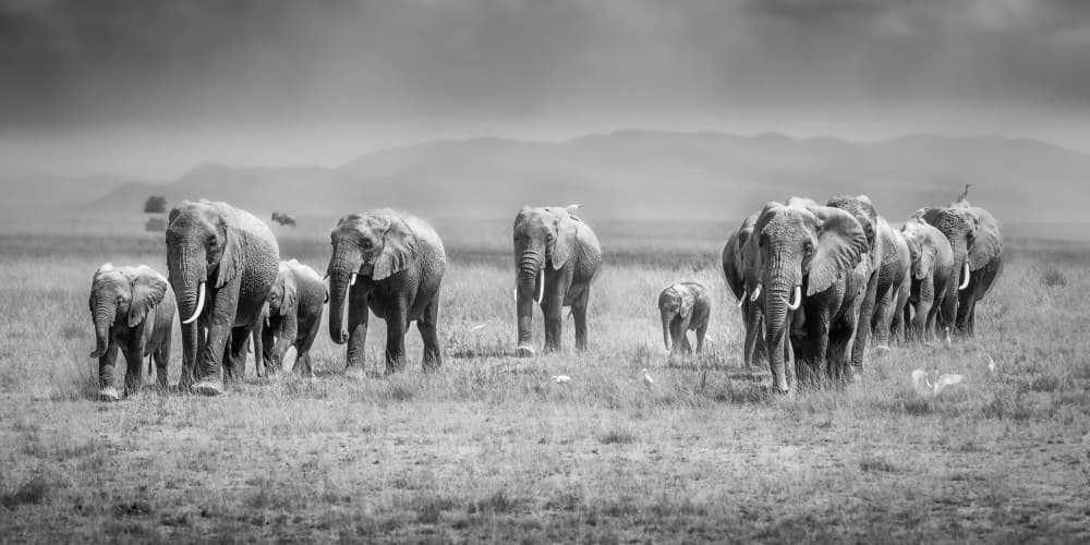 African Elephant Herd by Jeffrey C. Sink — canvas wall art