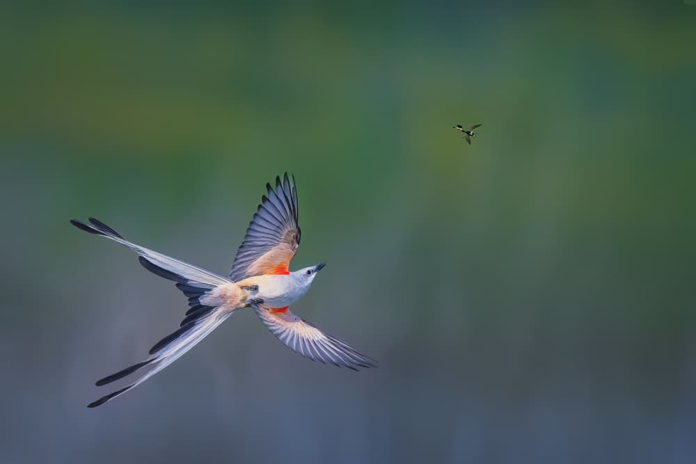 Graceful Bird Flight by Qing Zhao — canvas wall art
