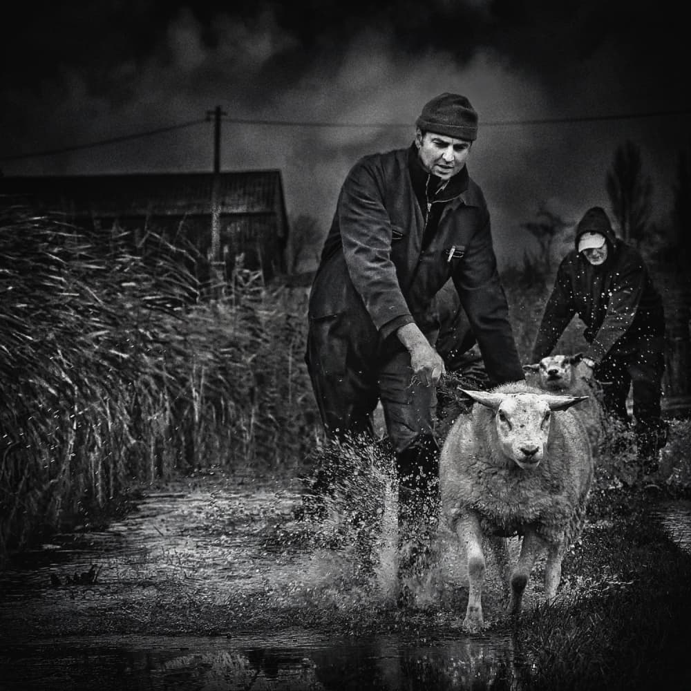Herding Through Water by Piet Flour — canvas wall art