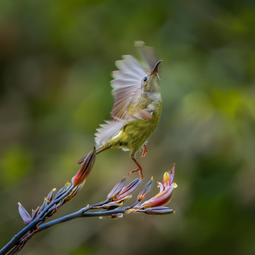 Green Bird Taking Flight by Alex Li — canvas wall art