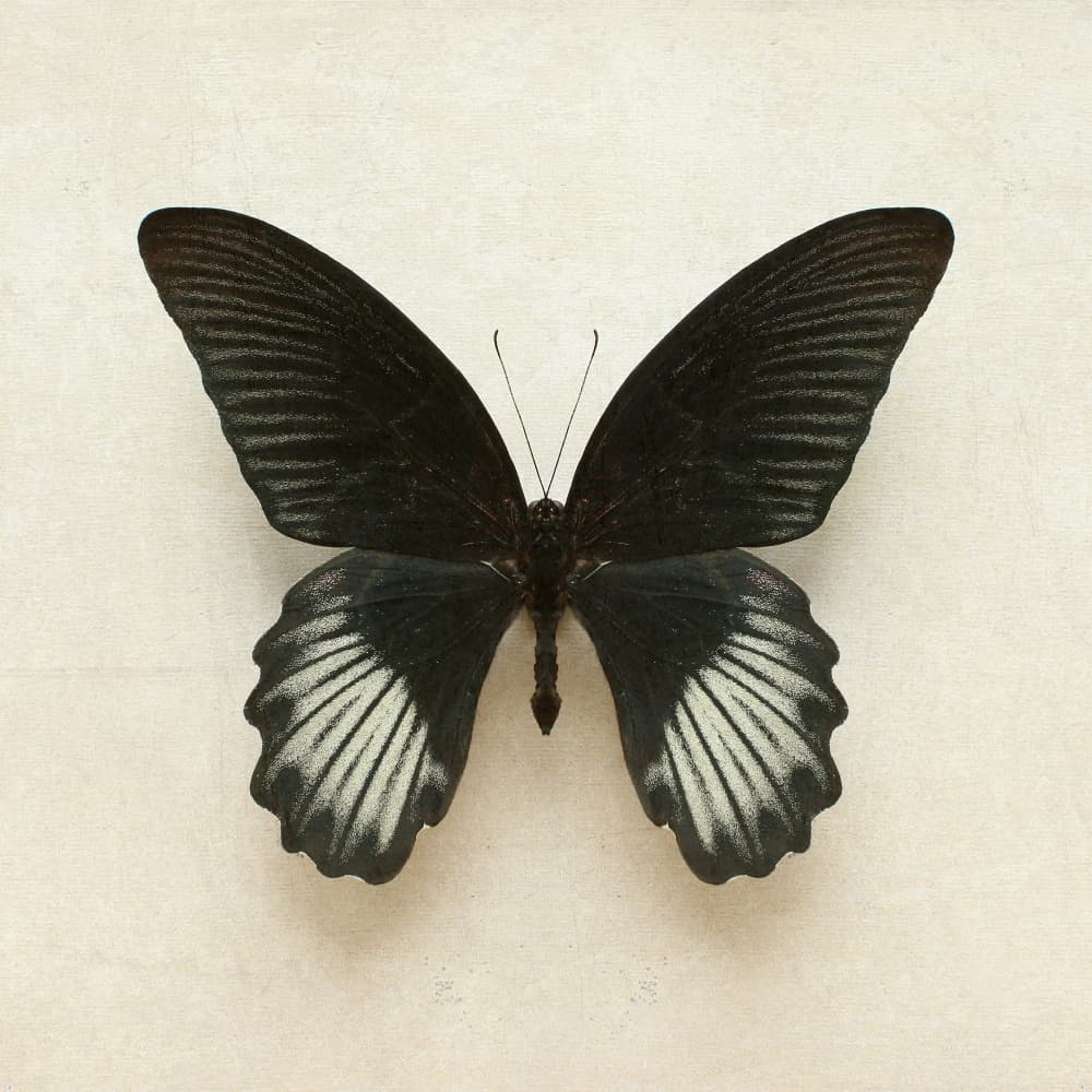 Elegant Black Butterfly by Alyson Fennell — canvas wall art