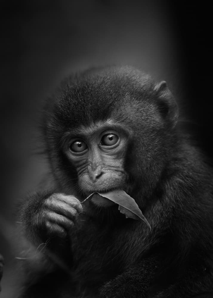 Cute Monkey With Leaf by Kaisyakuji Yushi — canvas wall art