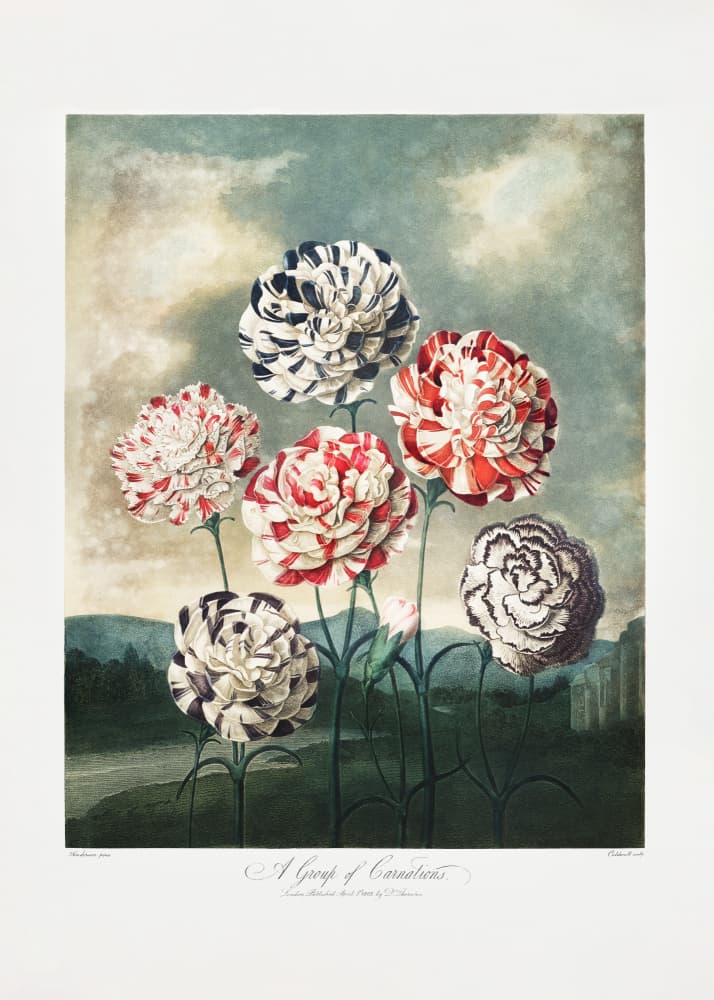 A Group of Carnations from The Temple of Flora (1807) by Robert John Thornton — canvas wall art