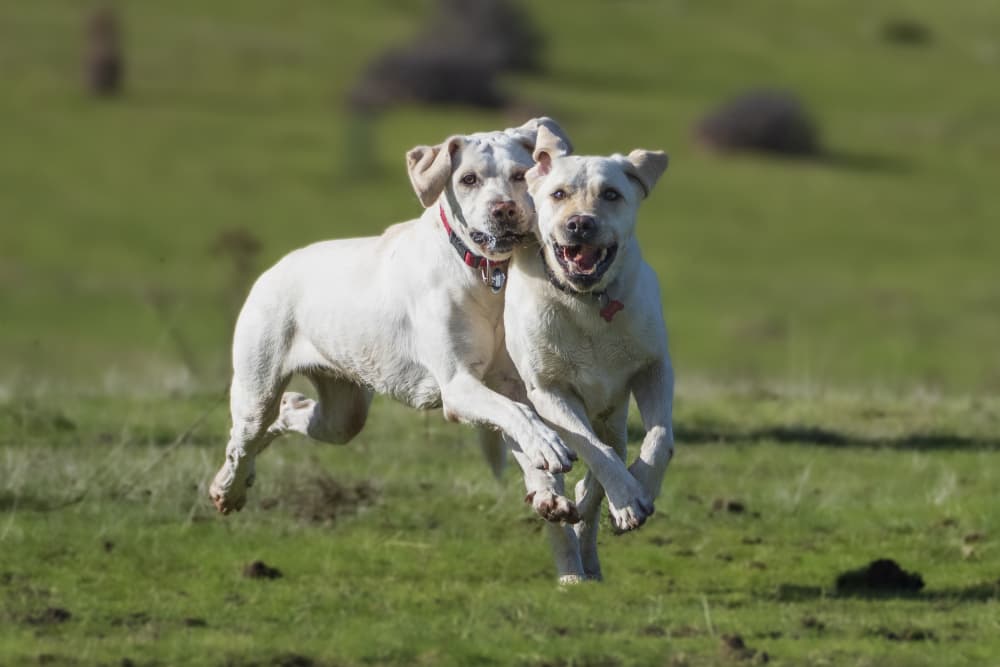 Happy Dogs Running Free by Jose Curto — canvas wall art
