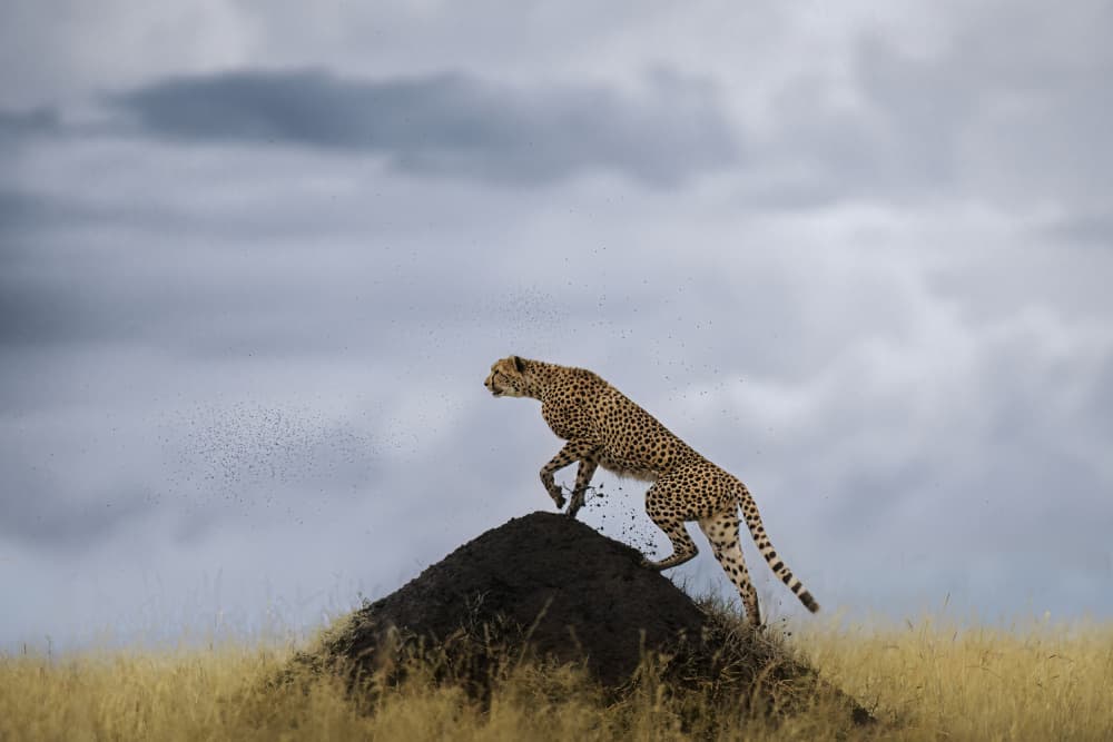 Powerful Cheetah Leap by Roberto Marchegiani — canvas wall art