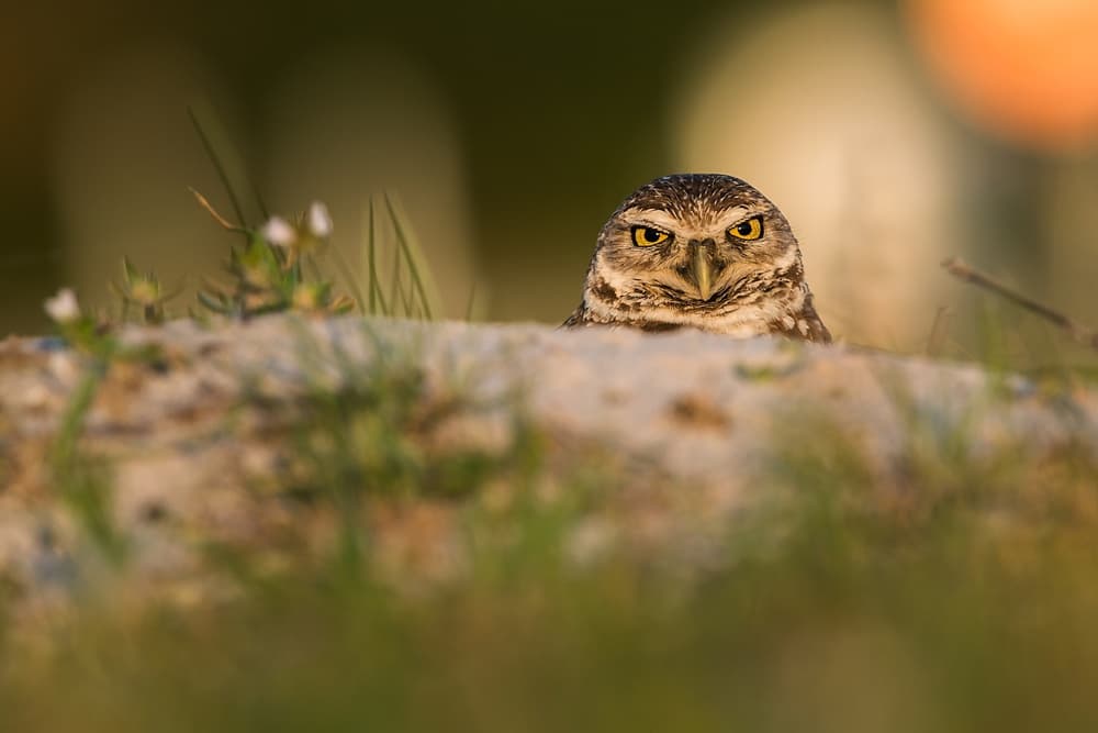 Intense Burrowing Owl Gaze by Rostislav Kralik — canvas wall art