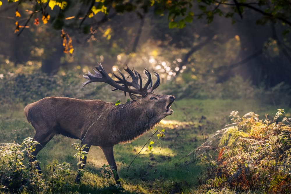 Majestic Stag Roaring by Tudor Munteanu — canvas wall art
