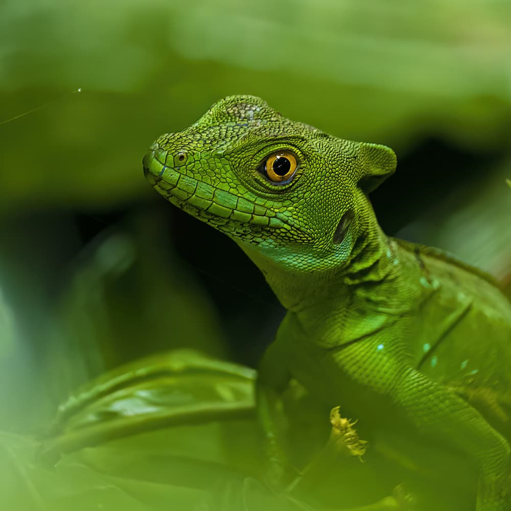 Vibrant Green Lizard Portrait by Saurabh Dhanorkar — canvas wall art
