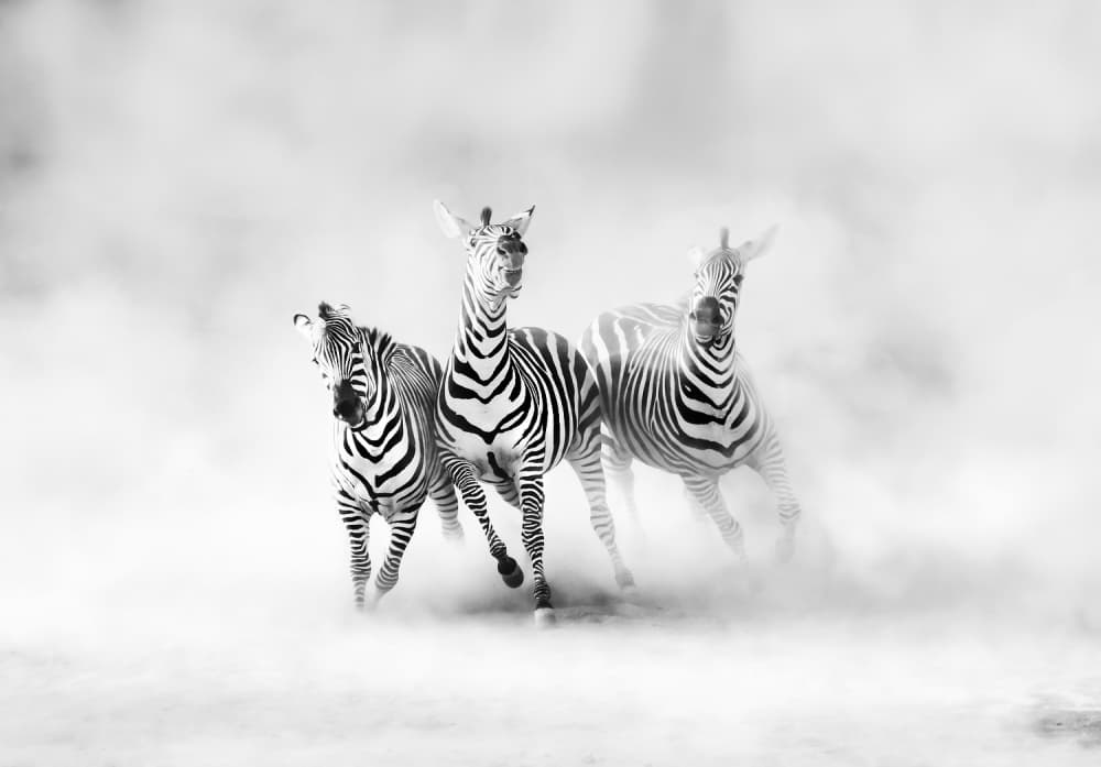Running Zebras In Dust