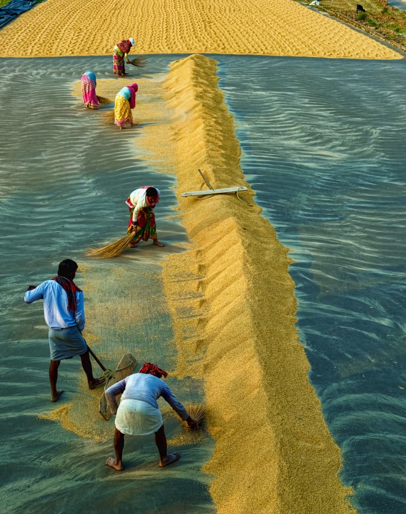 Drying Golden Grains by Ajit Kumar Majhi — canvas wall art
