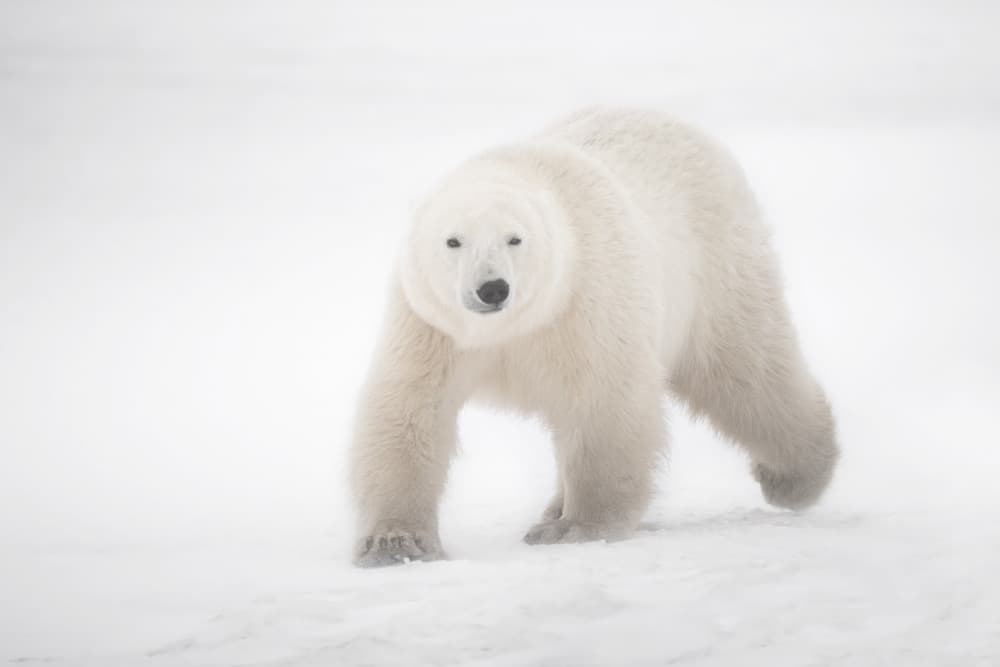 Arctic Polar Bear Stroll by Marco Pozzi — canvas wall art