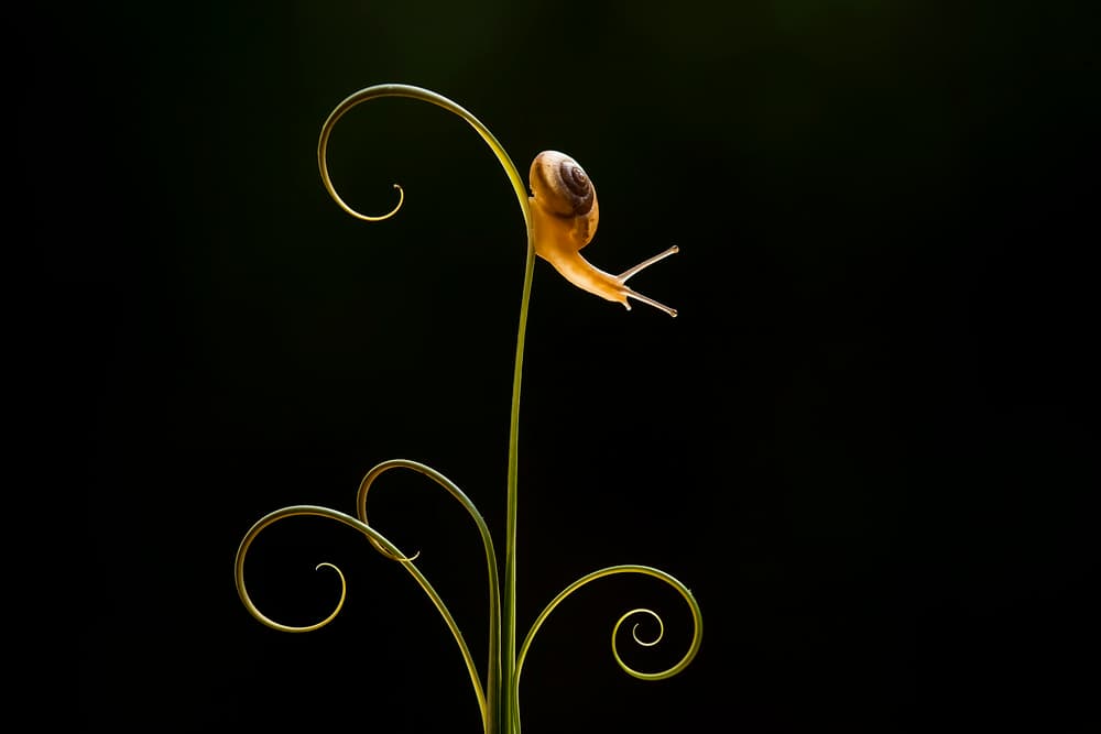 Snail on Spiral Plant by Abdul Gapur Dayak — canvas wall art