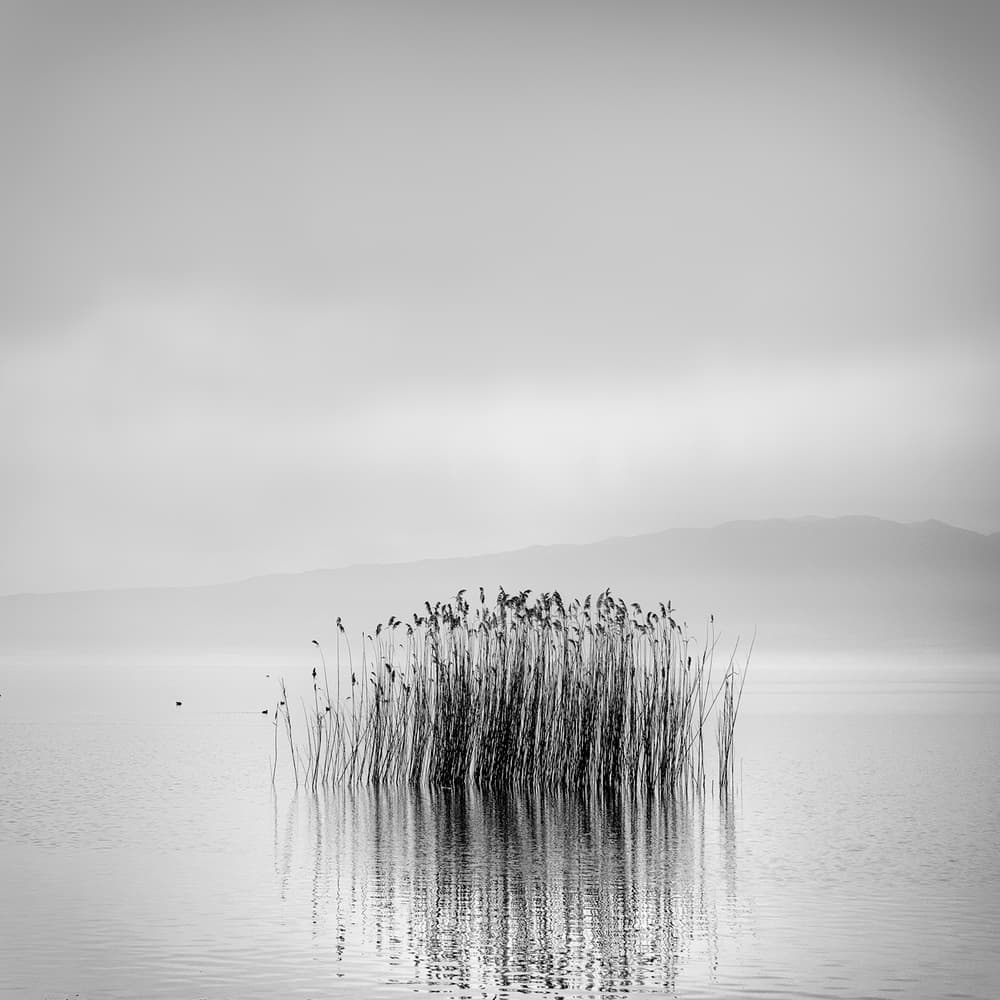 Misty Reeds Reflection by George Digalakis — canvas wall art