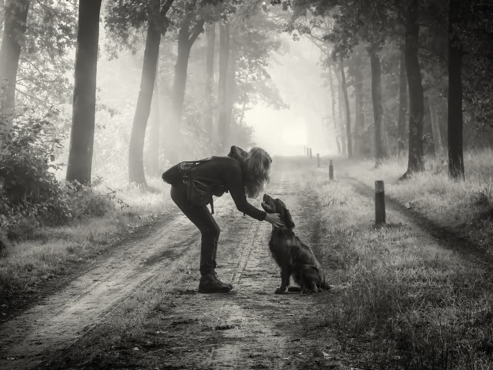 Misty Forest Companions by Ria Groot Zevert — canvas wall art