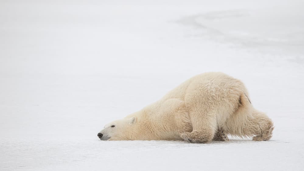 Peaceful Polar Bear Nap by Alessandro Catta — canvas wall art
