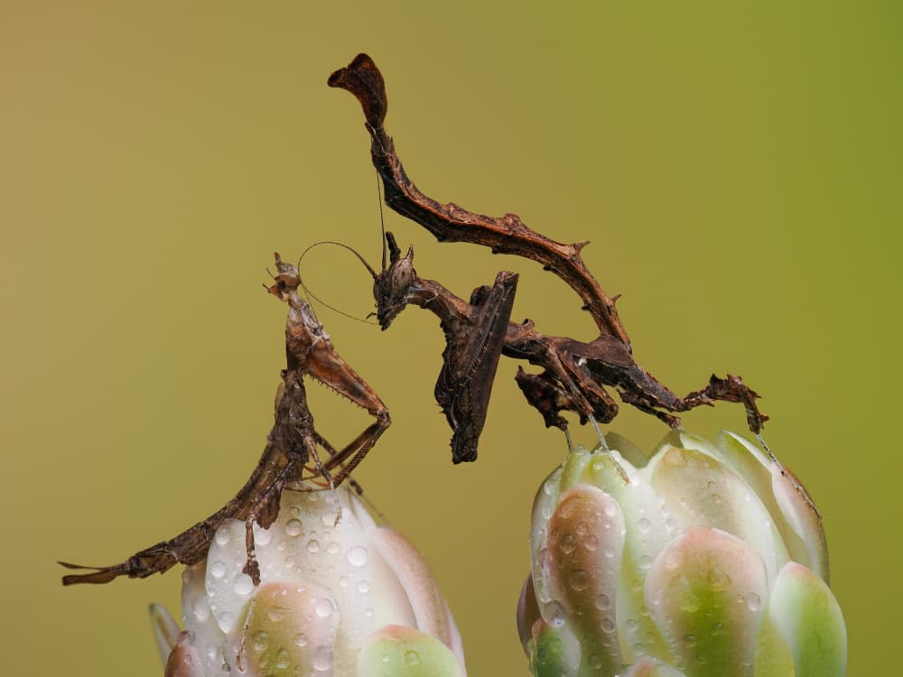 Ghost Mantis Pair by Phat Dao Tan — canvas wall art