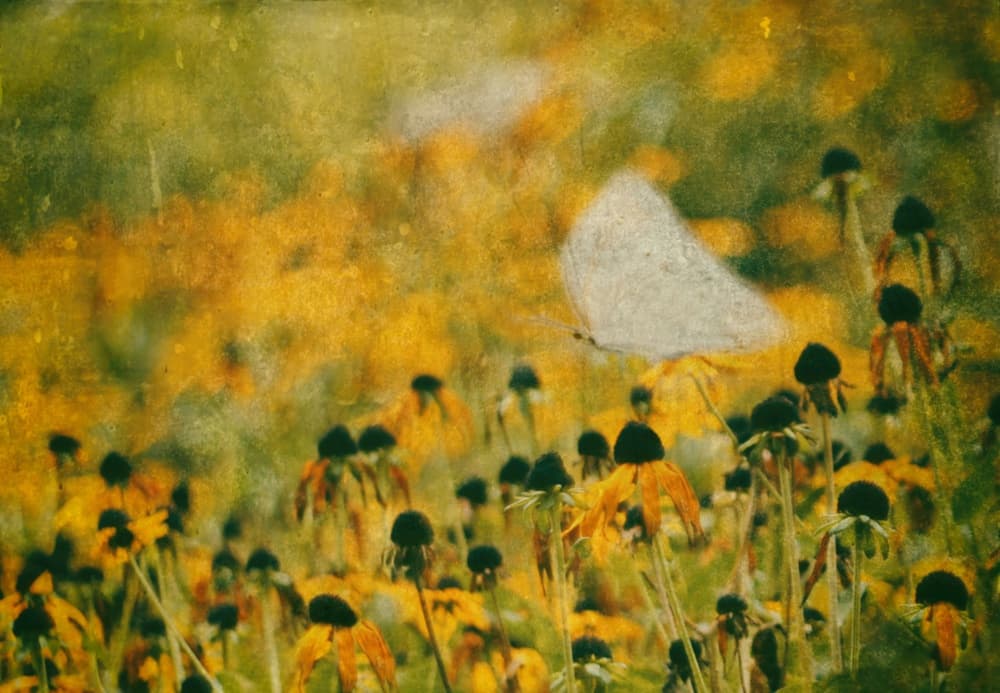 Dreamy Butterfly Meadow by Delphine Devos — canvas wall art