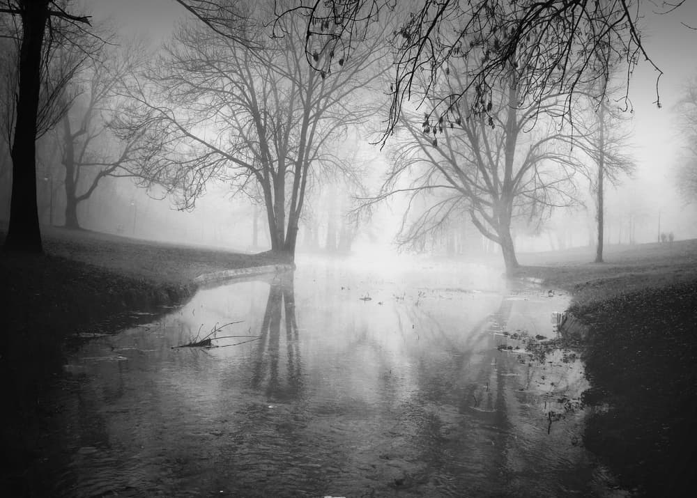 Serene Foggy Trees by Catalin Alexandru — canvas wall art