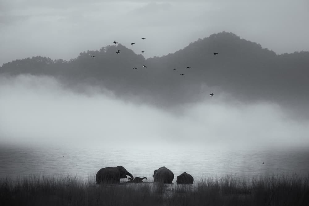 Elephants In Morning Mist by swapnil deshpande — canvas wall art