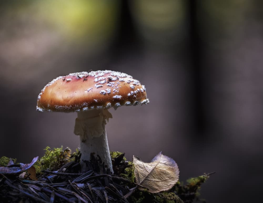 Red Woodland Mushroom by Sergio Barboni — canvas wall art