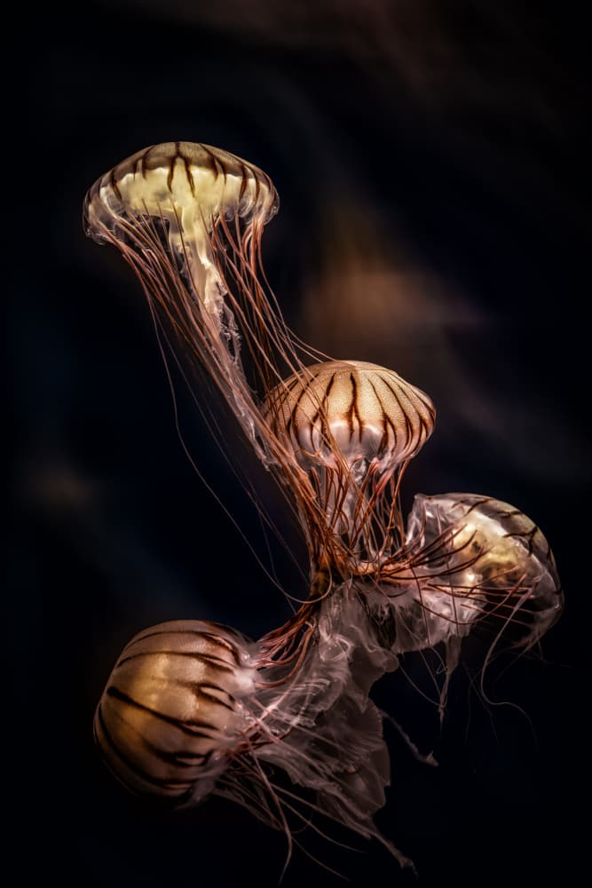 Glowing Ocean Jellyfish by Jealousy — canvas wall art