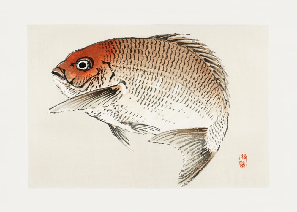 Tai (red Seabream) Fish