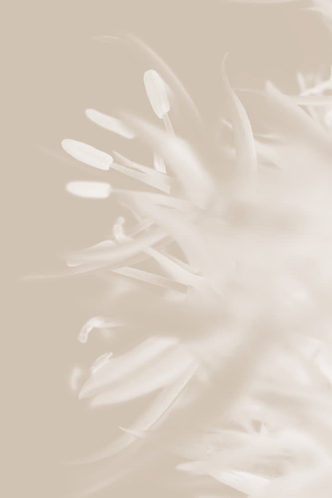 Soft Petal Bloom by Pictufy Studio III — canvas wall art