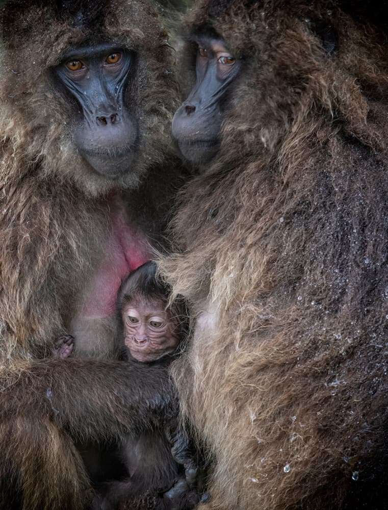 Tender Baboon Family by Luigi Ruoppolo — canvas wall art