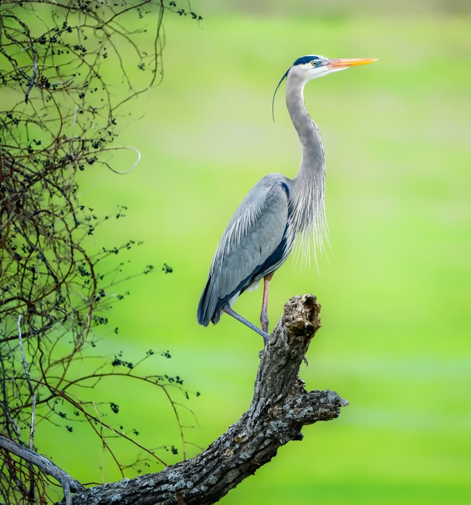 Blue Heron on Branch by Alex Li — canvas wall art