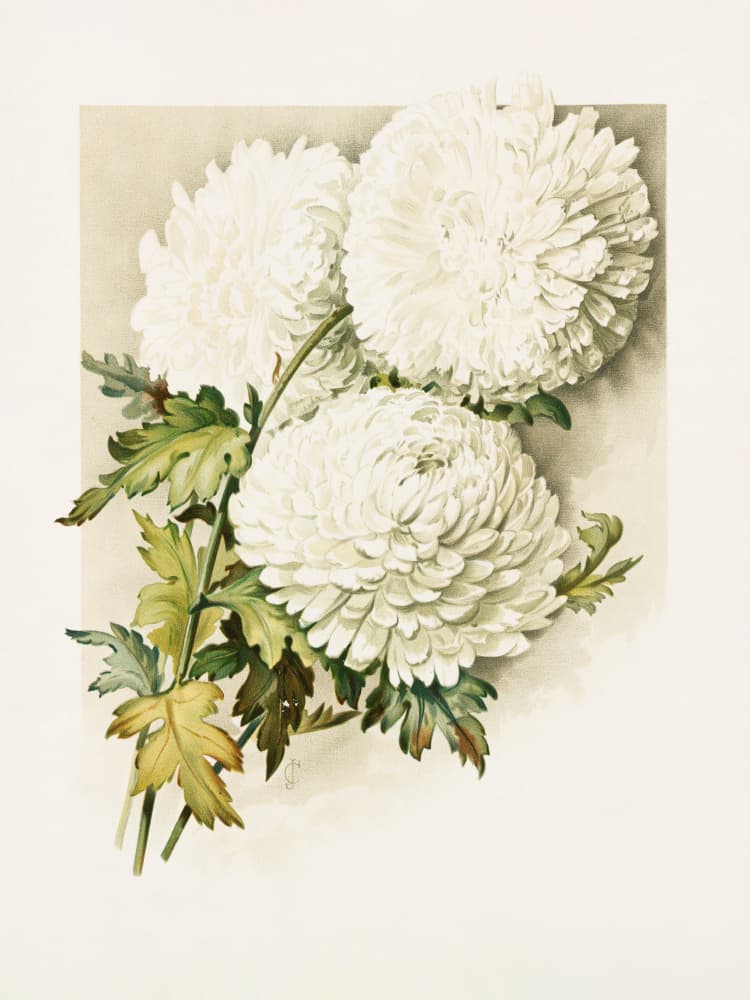 Chrysanthemums for Christmas Eve