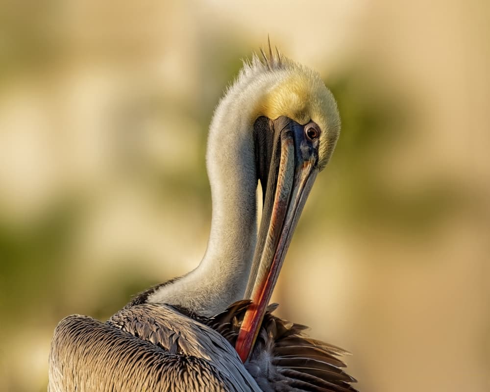 Golden Pelican Preening by Lucie Gagnon — canvas wall art