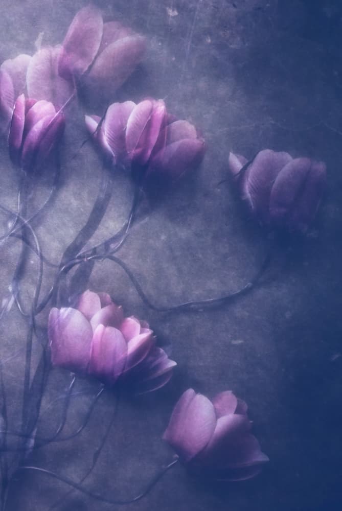 Dreamy Purple Tulips by Kahar Lagaa — canvas wall art